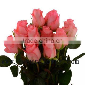 Natural high quality natural rose flowers fresh cut rose diana for wedding decoration from china fresh cut flowers