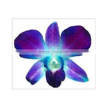 Thailand Top Quality D-014 Dendrobium Dyed Blue Orchid