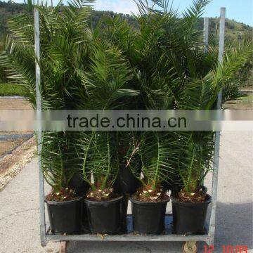 Phoenix Canariensis From 80/100 in 5 Liters Pot photo-4