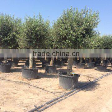 Olive tree young skin trunk - Olea Europaea "Cruz alta"