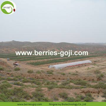 Factory Supply Nutrition Dried Organic Goji photo-3
