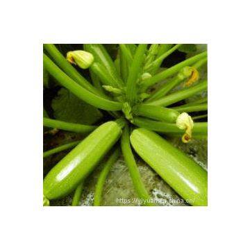 Strong Growth Jade Green High Yield Zucchini Seed No.78 photo-2
