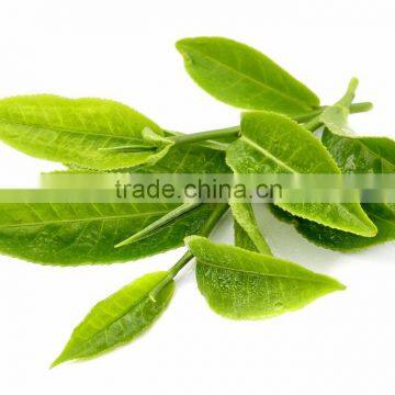 Super Quality Green Tea To Give You More Energy photo-2