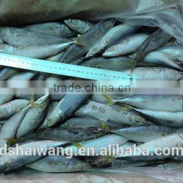 Frozen Chinese Pacific Mackerel with size 8 - 10 / kg