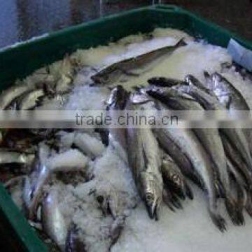 WR Frozen Hake photo-4