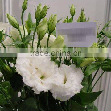 Newest top sell lisianthus powder