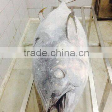 Frozen Yellowfin Tuna photo-3