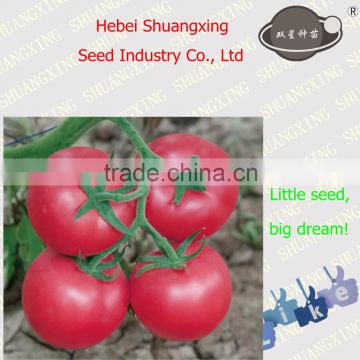 God 558 Early maturity pink High germination tomato seeds