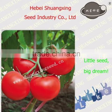 Beauty No.2 Red F1 hybrid tomato seeds