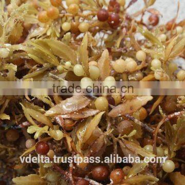 Sargassum Seaweed