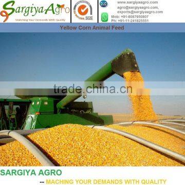 Ukraine Yellow feed Corn l Animal l Human l Maize l Grade 2