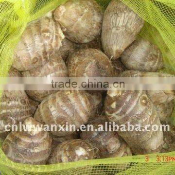 2011 fresh taro seed in China