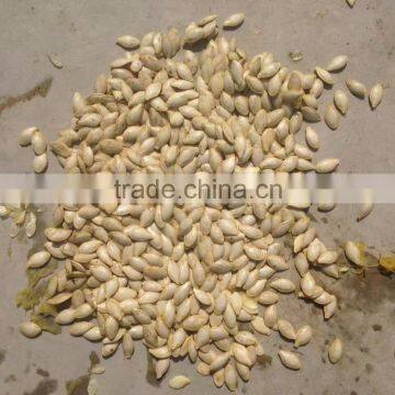 Hybrid for Seed Zucchini Seeds Squash Seeds for Growing-golden Abundant photo-5