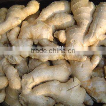 2016 Fresh Ginger photo-4