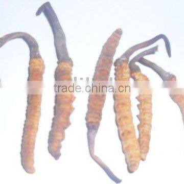 Cordyceps sinensis/100% pure Natural herbal Cordyceps sinensis