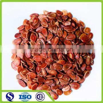 New crop Red watermelon seeds