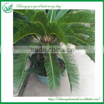 King Sago Palm