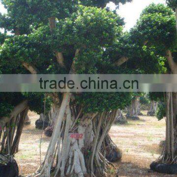 ficus microcarpa, ficus bonsai