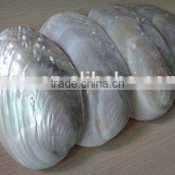 Wholesale chinese polished raw river shell