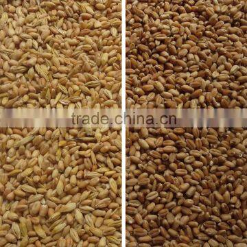 Hot Selling in Thailand Mini Intelligent Ccd Wheat Color Sorter photo-3