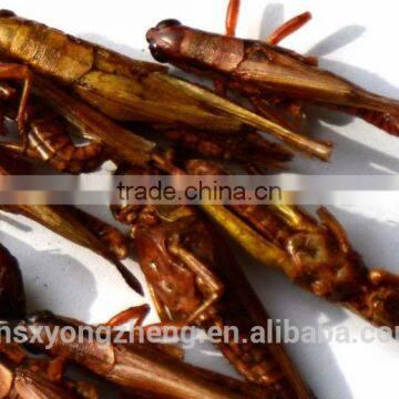 Animal Feed Supplies Microwave Dried Locusts Dog Fish Treats