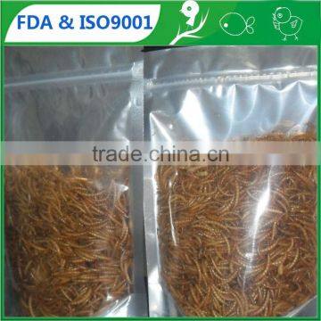 Yellow mealworm wholesale bird food, tenebrio