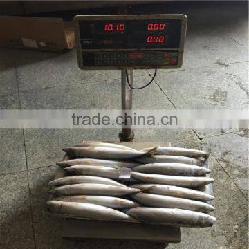 300-500 frozen mackerel fish seafood tuna bait mackerel fish