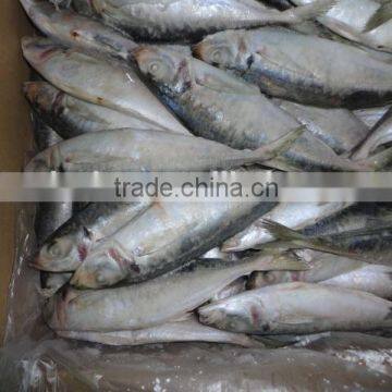 Frozen Horse Mackerel photo-5