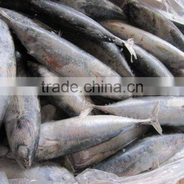 bonito fish (100-200g)