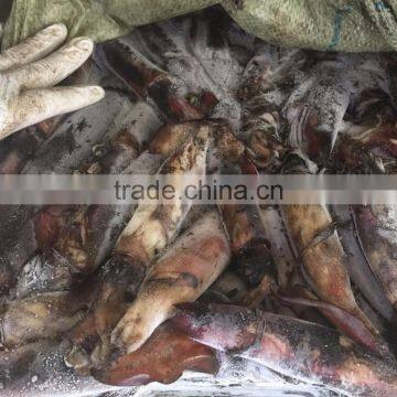 Frozen Balck Squid photo-3