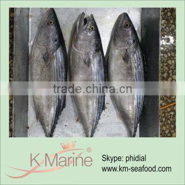 China Small Size Tuna Fresh Frozen