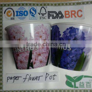 Paper cup plant, Paper cup flower,Paper pot