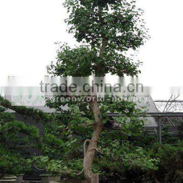 Ginkgo biloba old bonsai