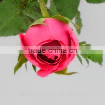 Named fresh Big Pink Rose flowers Fast Delivery From Kunming No Intermediate