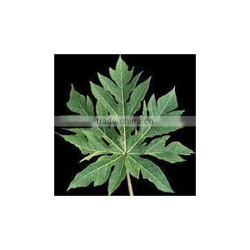 Carica papaya leaf fresh