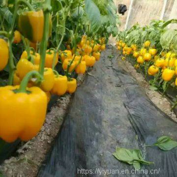 Yellowe sweet pepper seeds greenhouse sweet pepper seeds no.17