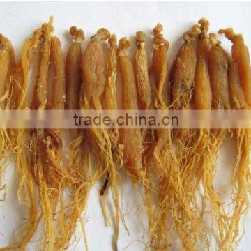 Fresh Red Ginseng Root, High Premium Panax Ginseng