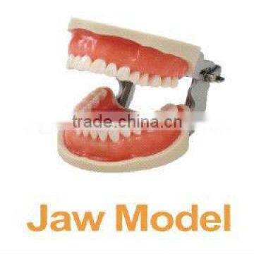 promotional dental model