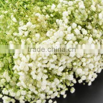 Cheap most popular white blue gypsophila