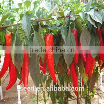 good quality hot chill pepper seeds SXP No.15