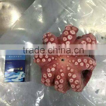 2016 Frozen Baby Octopus 20-60g/pcs for Sale