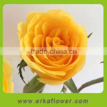 rose nursery directly fresh rose in China