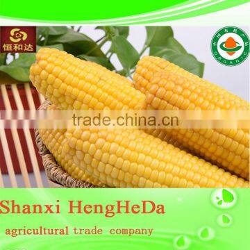 China Online Shopping With Certification Yellow Maize photo-6