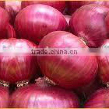 Fresh Red Onion