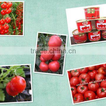 hot break tomato paste of price 210g