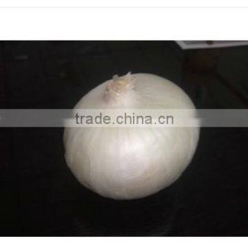 Supplier of Fresh White Onion From India
