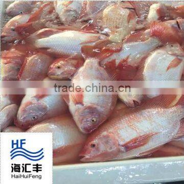 Red tilapia with wholesale price