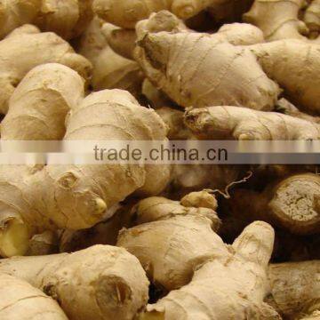 Chinese Fresh Ginger With Good Quality for Sale