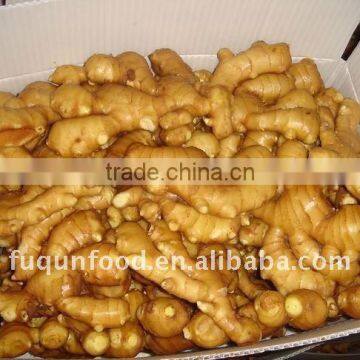 Fresh Ginger, Air Dried Ginger