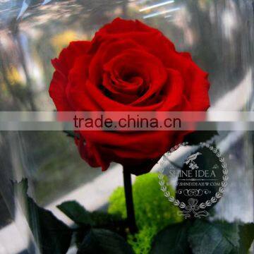 10x18cm The Little Prince Red Rose Dry Preserved Flower Glass Dome Home Decoration Table Centerpiece Indoor Gardening 0120001